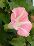 Calystegia Sepium